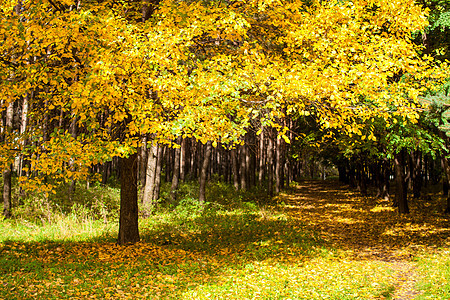 美丽的秋天公园 阳光下有黄色和金黄色的叶子图片