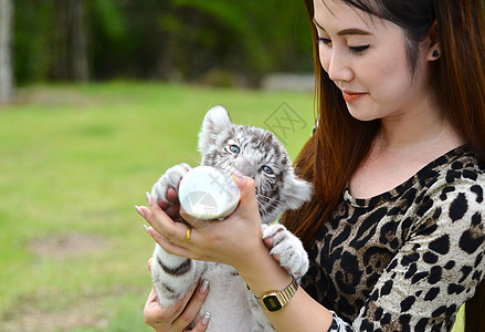 妇女喂养婴儿白发老虎女性动物牛奶豹属荒野幼兽野生动物瓶子女孩白色图片