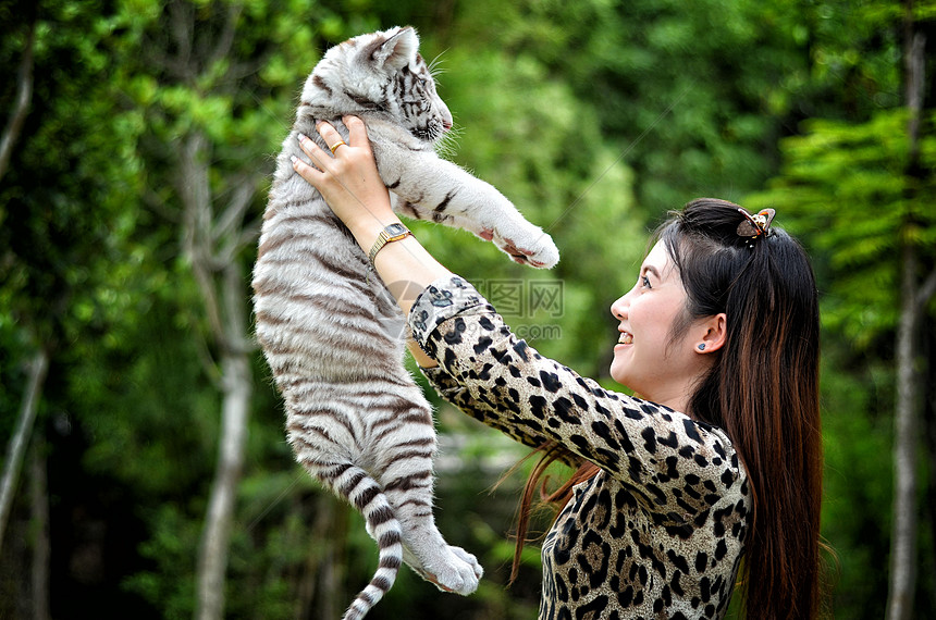 妇女养着婴儿白发老虎动物白色女性幼兽野生动物豹属荒野女孩图片