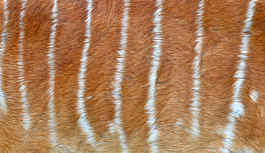 涂有尼亚拉皮毛野生动物毛皮羚羊动物动物群头发线条条纹皮肤荒野背景图片