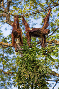 婆罗洲奥兰古人物种公园灵长类丛林动物荒野橙子野生动物雨林原始人图片