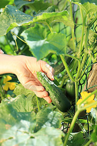 新鲜蔬菜黄瓜爱好绿色素食花园栽培菜园生活方式园艺叶子图片