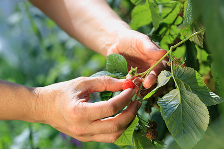 摘草莓人类花园园艺绿色覆盆子水果生活方式采摘温室水平背景图片
