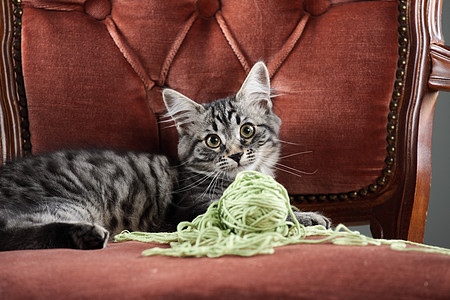 猫咪玩羊毛球羊毛乐趣游戏红色小猫俏皮猫科动物水平扶手椅纱球图片