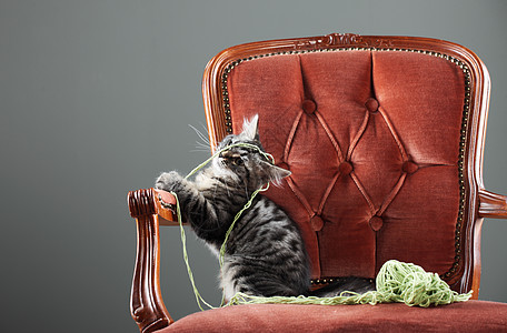 猫咪玩羊毛球羊毛游戏时间水平扶手椅红色椅子猫科动物俏皮风格图片