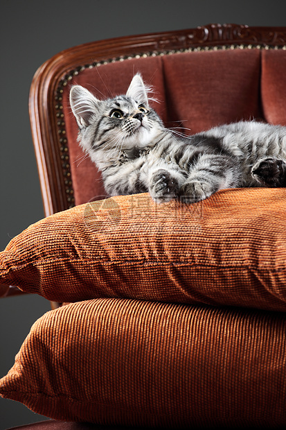 猫咪在巴洛克扶手椅上放松红色小狗小猫猫科动物风格椅子休息扶手椅宠物枕头图片