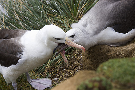 母亲喂养年幼婴儿的黑溴信天翁福克兰群岛反刍雏鸟荒野旅行海鸟鸟类动物群野生动物海藻图片