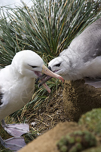 母亲喂养年幼婴儿的黑溴信天翁福克兰群岛海藻海鸟旅行鸦巢野生动物荒野鸟类雏鸟图片