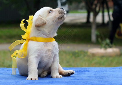 黄黄色拉布拉多小狗蓝色朋友猎犬爪子喜悦绿色孩子宠物黑色幸福图片