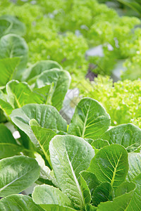 蔬菜养殖场农场工作叶子健康饮食叶菜花园菜园沙拉园艺素食图片