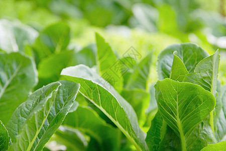 蔬菜养殖场植物社区草本植物食物菜园花园地点田园素食沙拉图片