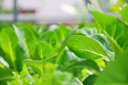 蔬菜养殖场素食生长厂况沙拉健康饮食类型农场花园草本植物叶菜图片