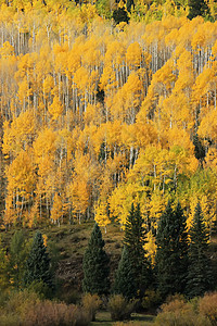 科罗拉多圣胡安国家森林 秋色的阿斯彭树绿色黄色森林宏观叶子地区性松树风景荒野国家图片