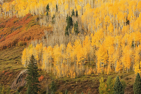 科罗拉多圣胡安国家森林 秋色的阿斯彭树松树叶子国家荒野黄色风景森林地区性绿色蓝色图片
