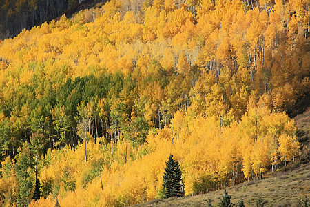 科罗拉多圣胡安国家森林 秋色的阿斯彭树宏观森林国家蓝色绿色松树荒野风景黄色叶子图片