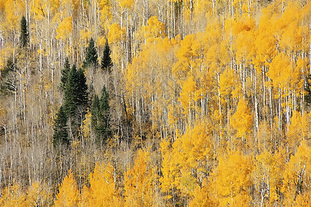 科罗拉多圣胡安国家森林 秋色的阿斯彭树橙子风景黄色松树蓝色国家叶子颤木天空荒野图片