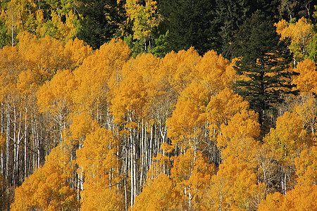 科罗拉多圣胡安国家森林 秋色的阿斯彭树国家蓝色橙子森林天空黄色宏观颤木地区性叶子图片