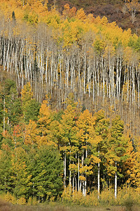 科罗拉多圣胡安国家森林 秋色的阿斯彭树叶子森林颤木松树风景蓝色绿色国家黄色宏观图片