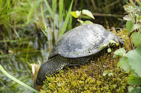 欧洲池塘海龟爬虫生态绿色森林生物学生活黄色乌龟栖息地爬行动物图片
