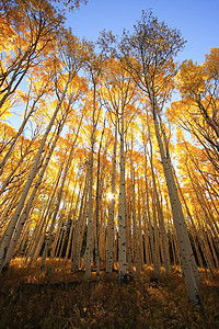 科罗拉多圣胡安国家森林 秋色的阿斯彭树天空森林太阳颤木松树风景橙子国家蓝色黄色图片