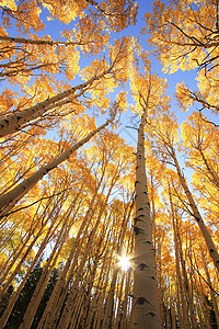 科罗拉多圣胡安国家森林 秋色的阿斯彭树蓝色叶子荒野颤木松树森林风景国家宏观太阳图片