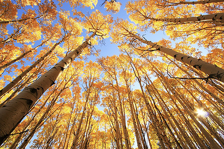 科罗拉多圣胡安国家森林 秋色的阿斯彭树国家地区性风景黄色颤木松树蓝色天空叶子宏观图片