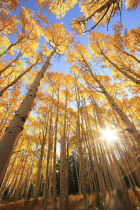 科罗拉多圣胡安国家森林 秋色的阿斯彭树黄色天空宏观国家绿色叶子颤木森林风景松树图片