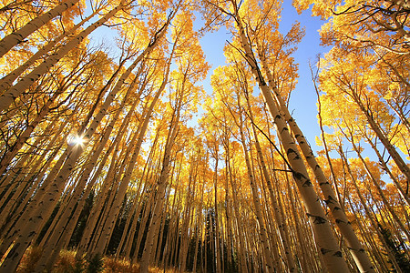 科罗拉多圣胡安国家森林 秋色的阿斯彭树叶子风景天空橙子松树地区性国家太阳荒野绿色图片