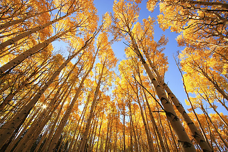 科罗拉多圣胡安国家森林 秋色的阿斯彭树地区性松树风景蓝色叶子森林天空橙子国家宏观图片