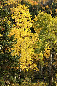 科罗拉多圣胡安国家森林 秋色的阿斯彭树叶子橙子风景天空蓝色地区性绿色宏观黄色颤木图片