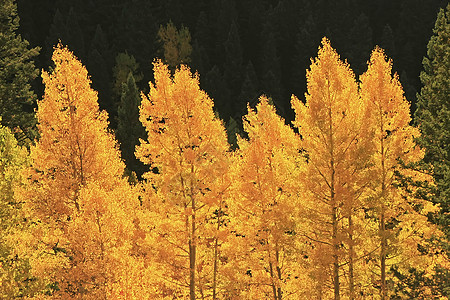 科罗拉多圣胡安国家森林 秋色的阿斯彭树绿色荒野橙子国家天空松树地区性宏观森林蓝色图片