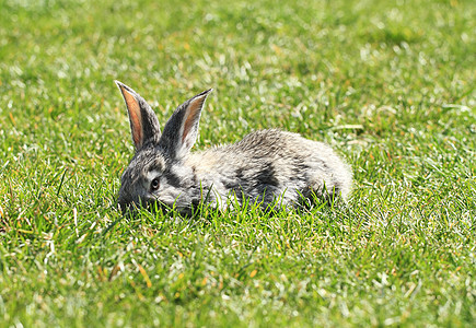 灰兔哺乳动物兔形动物婴儿毛皮草地宠物场地农村耳朵图片