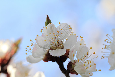 樱花与叶子宏观白色绿色蓝色花束花朵植物植物群花瓣图片