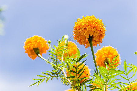 花朵和蓝天在泰国花园场地黄色活力季节橙子植物绿色花瓣荒野生长图片