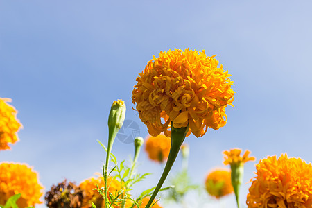 花朵和蓝天在泰国花园环境植物花瓣场地活力季节万寿菊黄色生长绿色图片