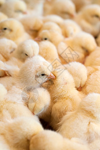 一群小鸡农业生长居住婴儿农场生物动物群羽毛新生人群图片