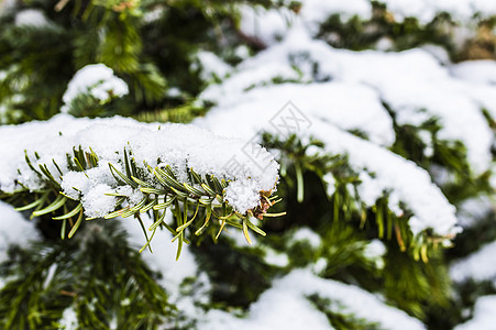 白雪圣诞树季节针叶绿色白色背景图片