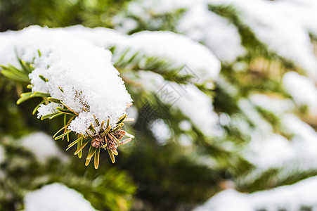 白雪圣诞树针叶绿色季节白色背景图片