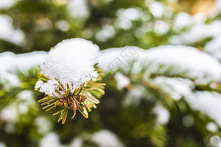 白雪圣诞树绿色针叶季节白色背景图片