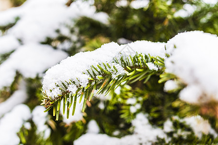 白雪圣诞树针叶绿色季节白色背景图片