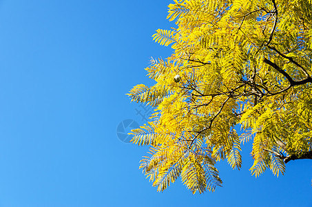 黄叶森林植物树叶花园阳光绿色天空叶子树木图片