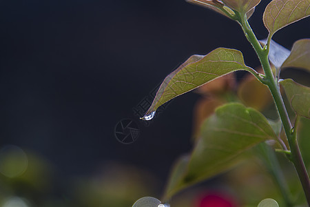 小水滴洪水叶子绿色白色露珠梦幻生活植物波浪植物群背景图片