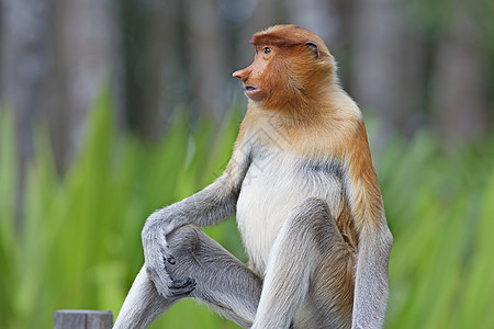 蛋白质猴子野生动物避难所鼻子绿色丛林异国森林情调公园绿色植物图片