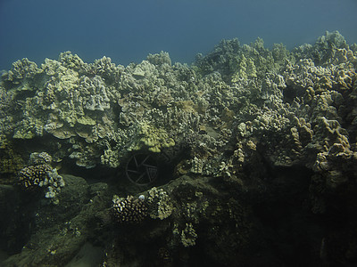 珊瑚墙生活动物群异国热带蓝色植物潜水员岩石水族馆潜水图片