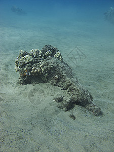 珊瑚岩海景蓝色生活光束岩石水晶潜水阳光气候水族馆图片