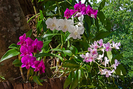 兰花植物学花朵植物群植物叶子摄影花园图片