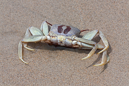沙滩螃蟹螃蟹海滩海岸线癌症海洋姿势照片动物动物群甲壳类背景