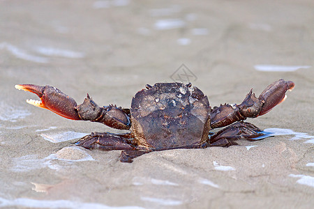 螃蟹海岸线海洋甲壳类癌症姿势照片动物群海滩动物图片