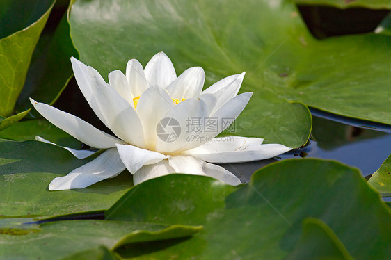 白水状荷花植物群植物学树叶植物池塘图片