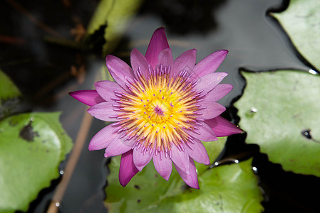 莲花百合公园植物池塘紫色花园紫丁香植物群珍珠香水图片